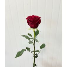 роза красная